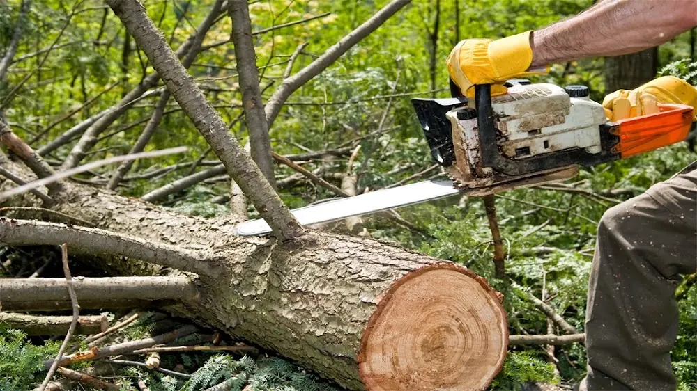 Avante Tree Cutting Service in Laredo, Texas