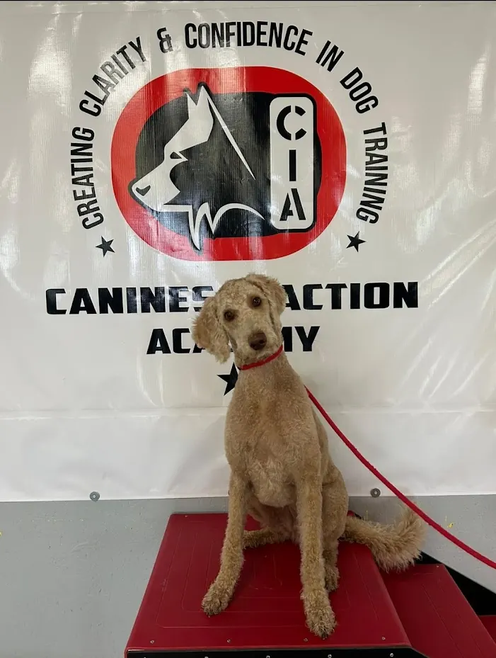 Canines In Action Academy LLC in Edinburg, Texas