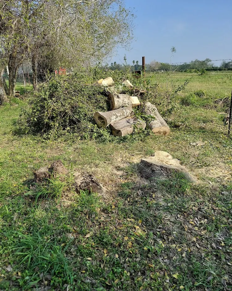 Crows Nest Tree Services in Edinburg, Texas