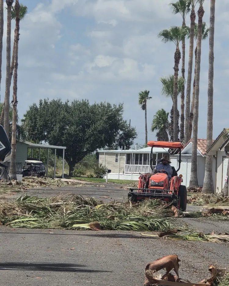 Gold Tree Trimming LLC. in Harlingen, Texas