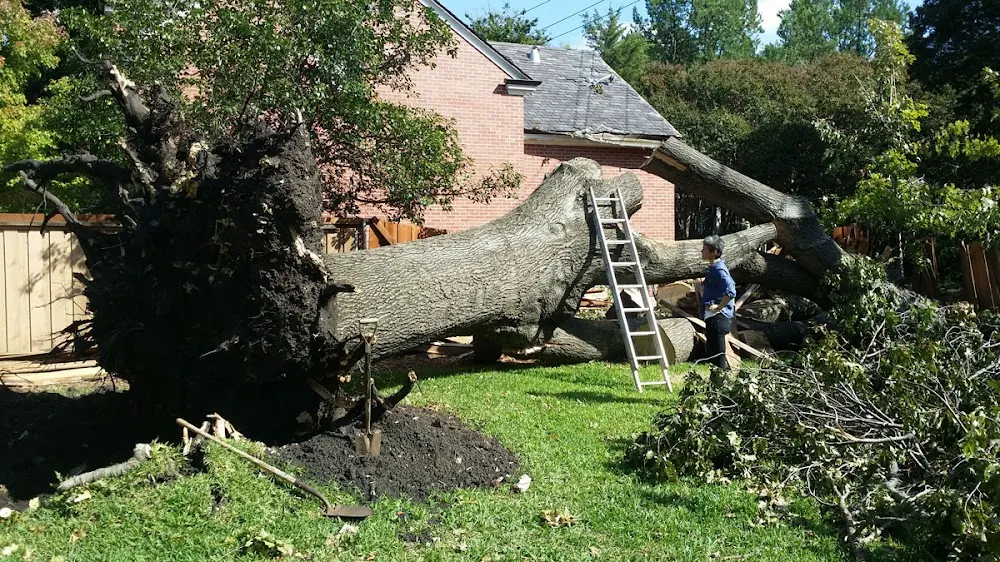 Green Tree Service of Laredo in Laredo, Texas