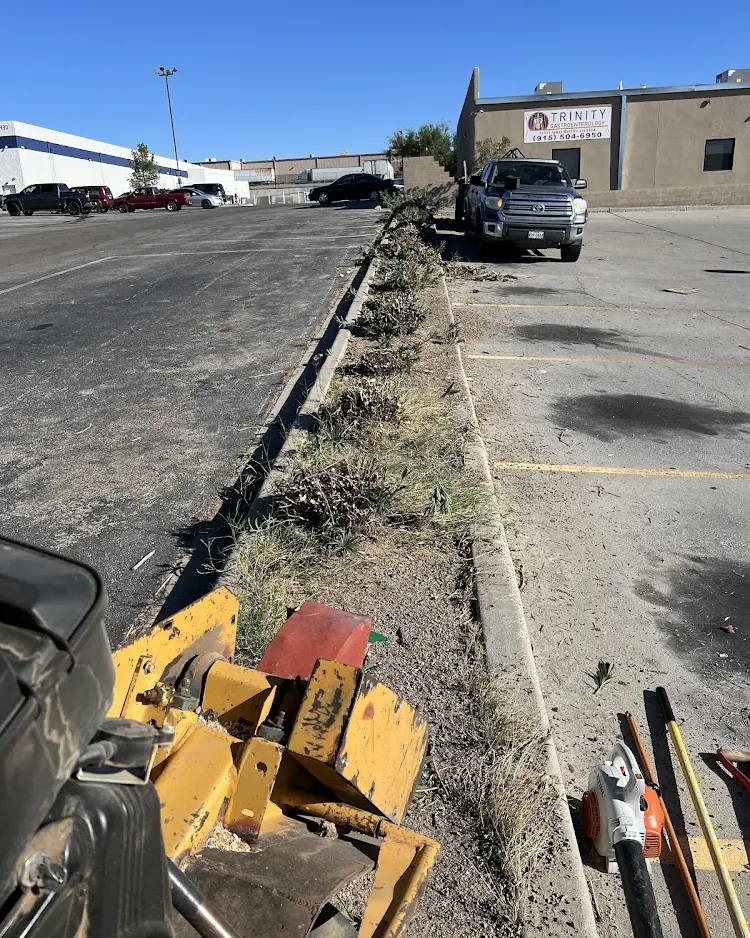 R&M tree service in El Paso, Texas