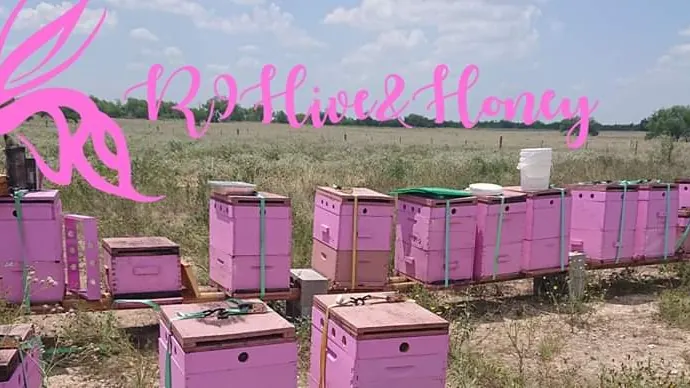 R9 Hive & Honey, Bee removal services in Edinburg, Texas