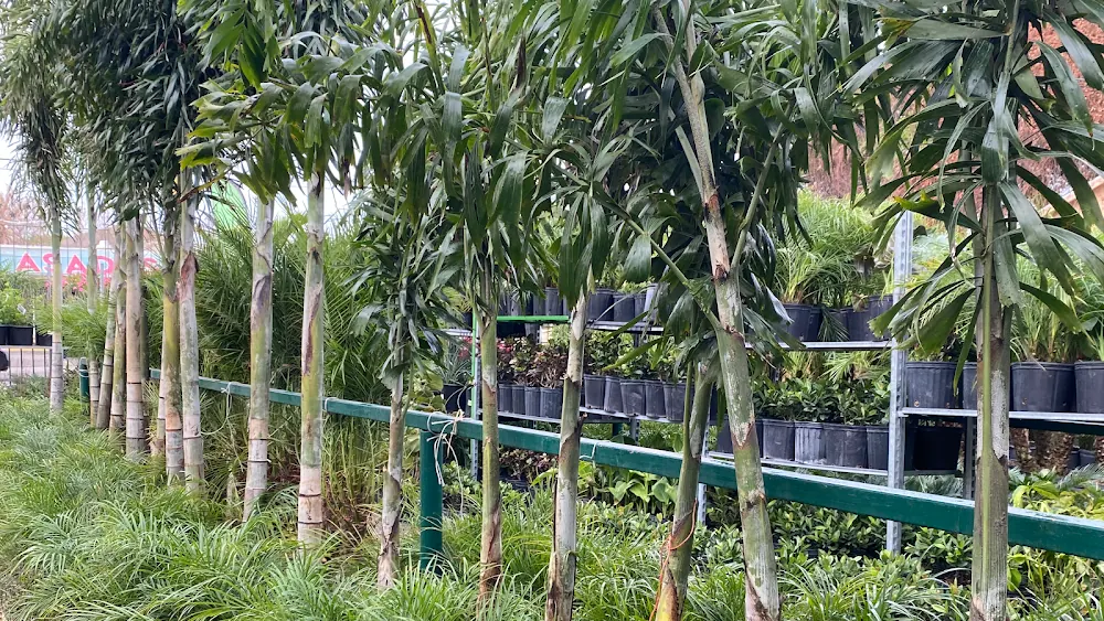 Roy's Palms Landscaping & Irrigation in Laredo, Texas