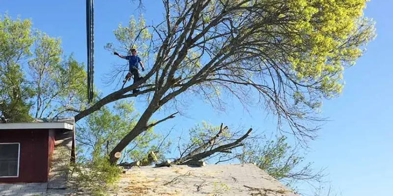 Happy Tree Service of Austin